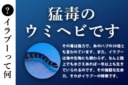 石垣島産「イラブー(海ヘビ)」粉末 120粒入り袋　健康補助食品・約1ヶ月分【 海へび 海蛇 栄養補助食品 サプリメント サプリ 錠 粒 アミノ酸 ミネラル ビタミン 】SI-35