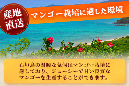 【予約受付】 石垣島産 マンゴー 家庭用（良品）（アーウィン種）3玉～5玉入り1箱（1.5kg×1箱）合計約1.5ｋｇ 【 産地直送 家庭用 訳あり 沖縄県 石垣市 石垣島 訳ありマンゴー マンゴー アーウィン JA 】AE-11