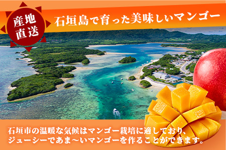 訳あり【2026年発送 予約受付分】「紅福姫ブランド」石垣島のマンゴー 約1.2kg OT-01
