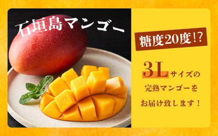 《2026年6月下旬～7月下旬発送》【先行予約】最高糖度20度！？ 完熟！3Lサイズ 石垣島マンゴー 約400g【 沖縄 石垣島 石垣 八重山 マンゴー 完熟マンゴー 期間限定 数量限定 沖縄県 石垣島産 】TF-10-1_R8