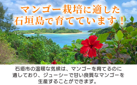 《2026年7月以降発送》最高糖度20度！？ 完熟！石垣島産冬眠ミニマンゴー 【 沖縄 石垣 数量限定 フルーツ ミニ マンゴー 冷凍 完熟 真空 】TF-18-1_R8
