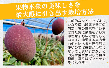 《2026年7月以降発送》最高糖度20度！？ 完熟！石垣島産冬眠ミニマンゴー 【 沖縄 石垣 数量限定 フルーツ ミニ マンゴー 冷凍 完熟 真空 】TF-18-1_R8