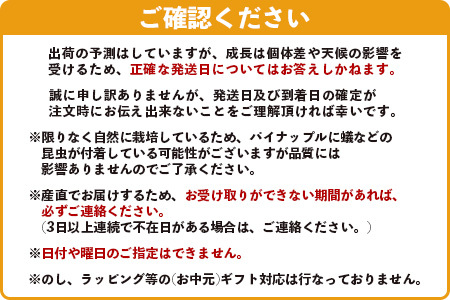 【マツコの知らない世界で絶賛！】《2025年5月以降順次発送》[先行予約] 最高糖度20度！？ 完熟の極 石垣島産幻のパイナップル ホワイトココ2個セット |【 沖縄 石垣島 石垣 八重山 パイン パイナップル 期間限定 数量限定 TV テレビ 紹介 マツコ 】TF-2_R7