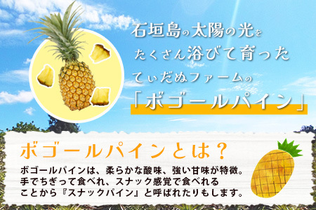 石垣島産 ボゴールパイン 2～3玉セット 約2㎏【産地直送 石垣島産 石垣 完熟 パイン パイナップル スナックパイン ボゴール 】TD-2