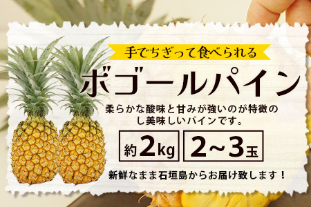 石垣島産 ボゴールパイン 2～3玉セット 約2㎏【産地直送 石垣島産 石垣 完熟 パイン パイナップル スナックパイン ボゴール 】TD-2