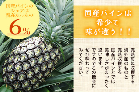 石垣島産 ピーチパイン 3～4玉セット 約3㎏【 産地直送 石垣島産 石垣 完熟 パイン パイナップル 】TD-5