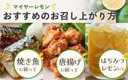 【先行予約】≪2026年8月以降順次発送≫こだわりの青切りマイヤーレモン 約1kg (6～9個) 【 沖縄 石垣 数量限定 フルーツ レモン マイヤー メイヤー こだわり 】TF-026