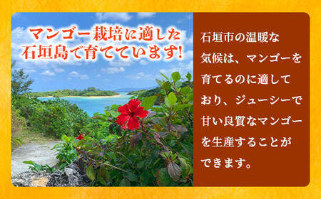 《2026年6月下旬～7月発送》【先行予約】最高糖度20度！？ 完熟！3Lサイズ 石垣島マンゴー 3玉入り【 沖縄 石垣島 石垣 八重山 マンゴー 完熟 期間限定 数量限定 沖縄県 石垣島産 】TF-28_R8