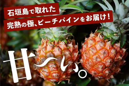 《2025年4月～6月順次発送》【先行予約】完熟の極 石垣島産パイナップル　超大満足の食べ比べセット　スナック＆ピーチ＆ジュワリー3種の食べ比べセット【 沖縄 石垣 ピーチ スナック ジュワリー パイン パイナップル 完熟 セット フルーツ デザート 食べ比べ 3種 】 TF-34