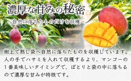 マンゴーアイス 6個（1個 60g）PI-1