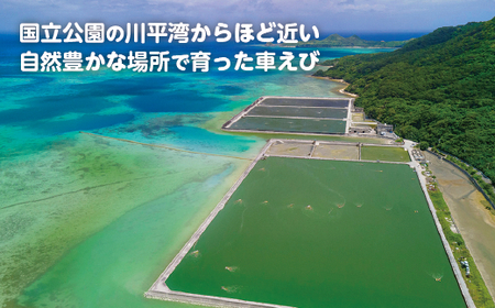 石垣島産車えびカレー（大辛）【冷凍 6食】石垣島のカレー専門店が作るご当地カレー　SK-5