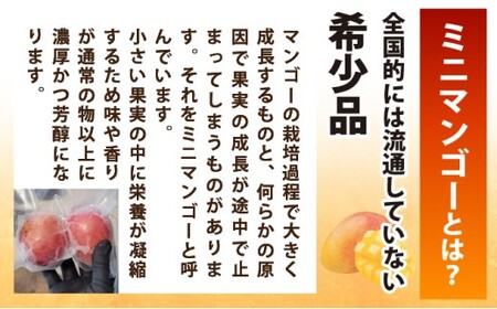 《8月以降順次発送》最高糖度20度！？冬眠ミニマンゴーと完熟ジュワリーパインジュース