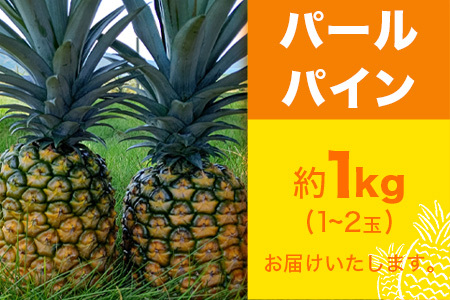 【先行予約】パールパイン1ｋｇ（1～2玉）お勧め♪川平パイン《2025年7月～8月頃順次発送》KN-2