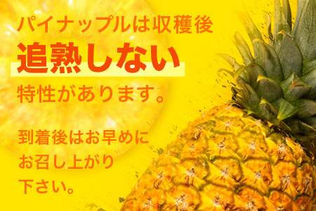 【先行予約】ピーチパイン1kg(1~2玉)お勧め♪川平パイン《2026年5月~11月頃順次発送》KN-4