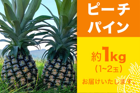 【先行予約】ピーチパイン1kg(1~2玉)お勧め♪川平パイン《2026年5月~11月頃順次発送》KN-4