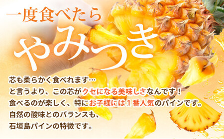 【先行予約】石垣島産 中玉スナックパイン（ボゴール）3玉 約3kg 《2026年5月以降発送》SI-110