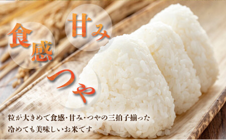 【石垣島産】日本最南端の日本一早い新米（清衛門）2kg×2袋 ｜ 沖縄 石垣 米 新米 こめ TN-01