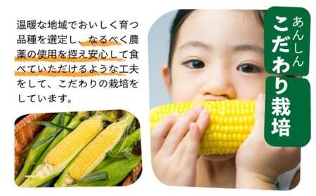 【先行予約2025年12月-2026年4月】 1番遅くて1番早い⁉ 朝採れプレミアムスイートコーンを皮付きのまま８本お届け！！