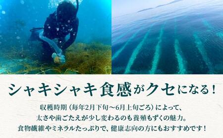 石垣島産・塩もずく（業務用一斗缶・18kg） KS-12