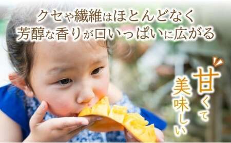 【2026年6月末から順次発送】2L～3L マンゴー2～3玉（約1kg） 【 産地直送 旬 フルーツ 新鮮 完熟 マンゴー 石垣 沖縄 】KP-24