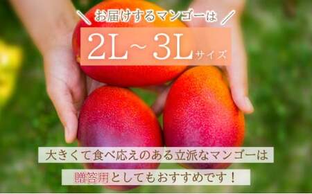 【2026年6月末から順次発送】2L～3L マンゴー3～6玉（約2kg） 【 産地直送 旬 フルーツ 新鮮 完熟 マンゴー 石垣 沖縄 】KP-25