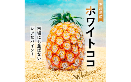 <先行予約> ホワイトココ パイン 2~3玉 計2~3kg <6月中旬より順次発送>【 産地直送 沖縄 石垣 フルーツ パイナップル パイン ホワイトココ 】 SI-50
