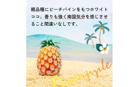 <先行予約> ホワイトココ パイン 2~3玉 計2~3kg <6月中旬より順次発送>【 産地直送 沖縄 石垣 フルーツ パイナップル パイン ホワイトココ 】 SI-50