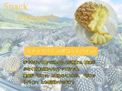 石垣島産 ポコットパイン 3個 約3.5kg