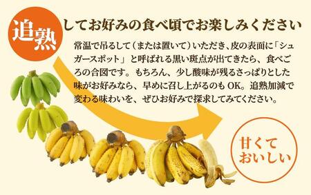 ＜訳あり＞ 大満足！石垣島産バナナ3房 ＜2026年6～10月発送＞ KP-022