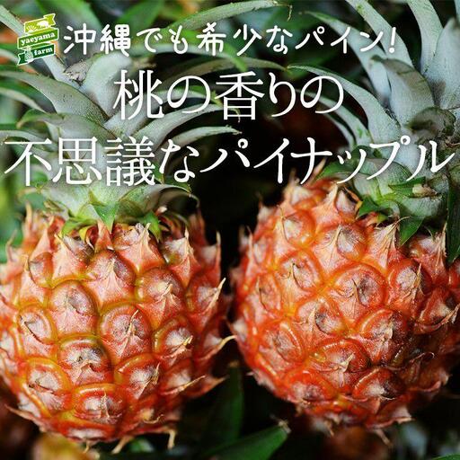 石垣島産 ピーチパイン 約2.4kg 3～4玉