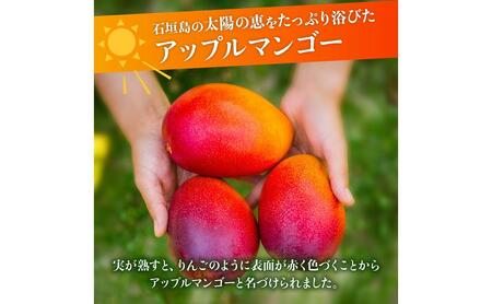 【2026年発送 予約受付分】石垣島のマンゴー 約1kg  マンゴー 石垣マンゴー HI-1