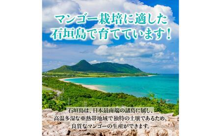 【2026年発送 予約受付分】石垣島のマンゴー 約1kg  マンゴー 石垣マンゴー HI-1