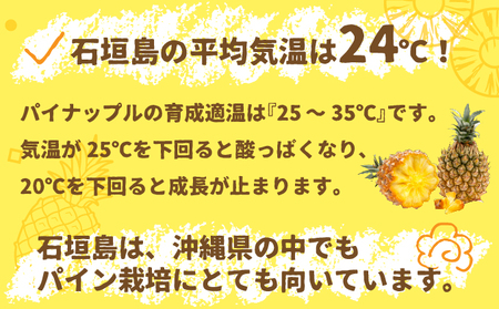 【先行受付】石垣パイン 3個セット ボゴール種【2026年5月初旬～6月初旬発送予定】MI-004