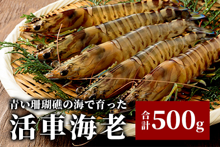 活車えび 500g【季節限定】25尾前後 沖縄県 石垣島 石垣市 活き くるまえび 車エビ BE-4