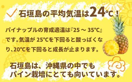 ＜先行受付＞石垣パイン ハワイ種 6個セット＜2026年7月上旬発送＞ | パイナップル パインアップル 石垣島パイン フルーツ 果物 くだもの 南国フルーツ 国産パイン MI-7-1