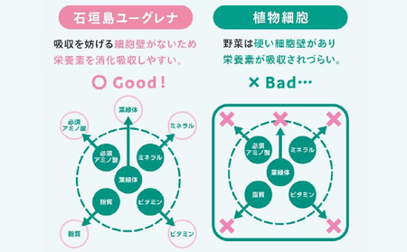 からだにユーグレナ グリーンタブレット乳酸菌 YG-5-1