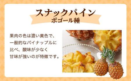 ＜先行予約＞ スナックパイン 4玉 ＜2026年4月発送＞ | 沖縄県 石垣市 石垣島産 パイン パイナップル ZH-018