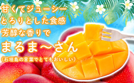 先行予約＞「マンゴー」 ?垣島ど真ん中 まるま?さん マンゴー 1kg (2