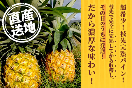 《2025年6月～8月順次発送 》【先行受付】希少！濃厚！「枝元完熟・てのひらジュワリーパイン」【 沖縄 石垣 パイン 果物 フルーツ離島のいいもの 沖縄いいもの石垣島 】OI-5