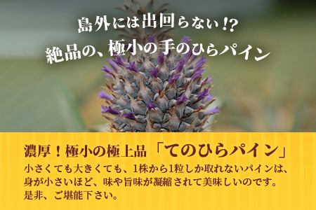 《2025年6月～8月順次発送 》【先行受付】希少！濃厚！「枝元完熟・てのひらジュワリーパイン」【 沖縄 石垣 パイン 果物 フルーツ離島のいいもの 沖縄いいもの石垣島 】OI-5