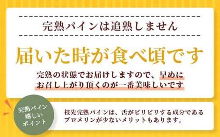 《2026年4月～7月順次発送》【先行受付】希少！濃厚！「枝先完熟・てのひらポコットパイン」【 沖縄 石垣市 石垣島 希少 完熟 パイナップル パイン ポコットパイン ポコット てのひらパイン 離島のいいもの 沖縄いいもの石垣島 】OI-3 