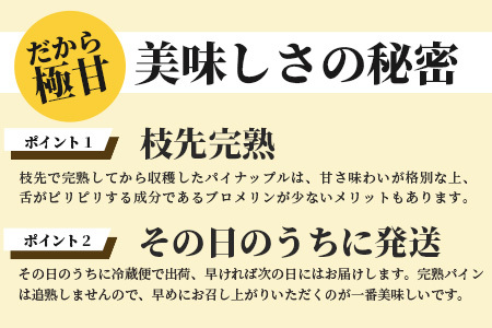 希少！濃厚！「枝先完熟・てのひらピーチパイン」2024年4月～7月順次発送【産地直送 沖縄県 石垣島 農家直送 パイン フルーツ 離島のいいもの 沖縄いいもの石垣島 】OI-2