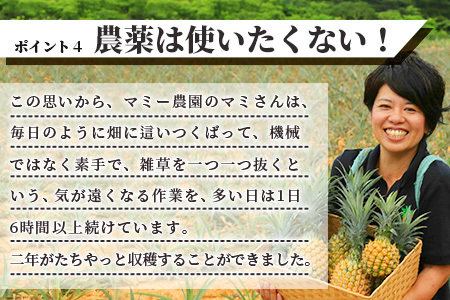 希少！濃厚！「枝先完熟・てのひらピーチパイン」2024年4月～7月順次発送【産地直送 沖縄県 石垣島 農家直送 パイン フルーツ 離島のいいもの 沖縄いいもの石垣島 】OI-2