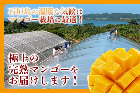 【予約販売】【訳あり】 完熟 マンゴー (約1~1.2kg 2~5個)《2024年7月上旬から順次発送》 | ふるさと納税 マンゴー わけあり 不揃い 産地直送 フルーツ 果物 マンゴー  石垣 沖縄 KP-13