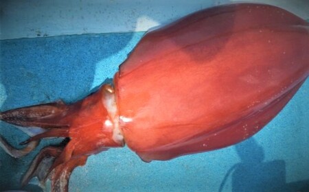 【沖縄県産 巨大イカ】ソデイカ短冊｜イカ