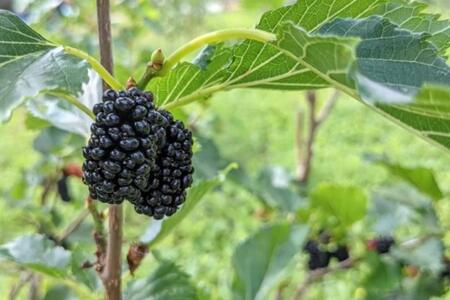 【数量限定】2022年度産 浦添ワイン Mure de Soleil(ミュール・ドゥ・ソレイユ)