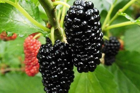 桑の実ジャム&お酢セット