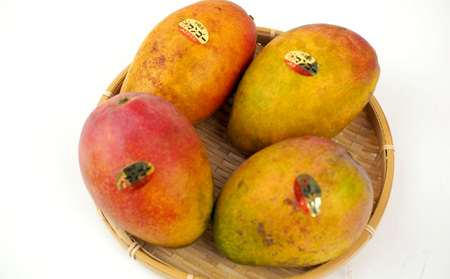 【2026年発送】【訳あり品】共選完熟マンゴー1.3kg以上(3~6玉) 訳アリ マンゴー まんごー 果物 くだもの 果実 お取り寄せ 送料無料 沖縄県産 産地直送 アーウィン 人気 自分用 甘味 県産 ご当地 やんばる ふるさと納税 名護市