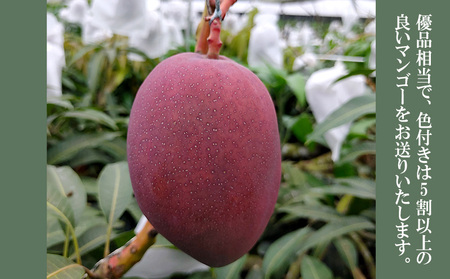 2026年発送【75マンゴー生産部会】 75(名護)マンゴー 約1kg