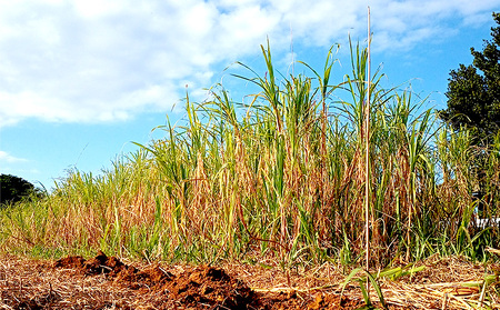 屋我地島のサトウキビ　約800g 珍しい お土産 沖縄 おきなわ 短冊型 自然 甘み イネ科 ミネラル 食物繊維 さとうきび 果汁 エネルギー カルシウム マグネシウム 鉄 サトウキビ ビタミン ポリフェノール フラボノイド